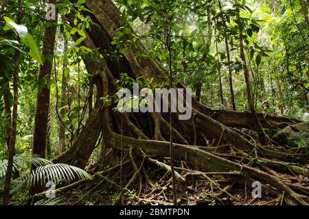 Forêt tropicale dans le Queensland Australie Banque D'Images