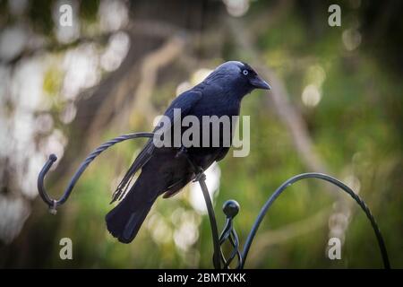 Un membre Jackdaw de la famille Corvid de corneilles. Banque D'Images