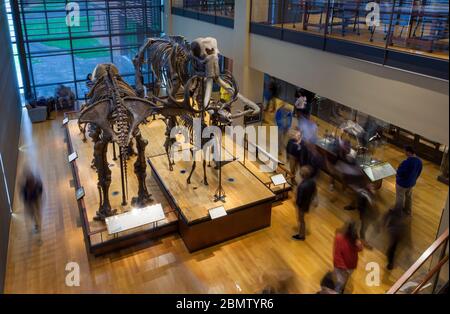 Des squelettes d'un mammouth et d'autres mammifères de l'âge de glace se trouvent dans le hall principal du musée d'histoire naturelle du Collège Amherst, entouré de visiteurs Banque D'Images