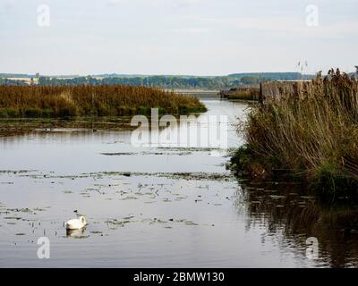 Federsee, Naturschutzgebiet, Bad Buchau, Oberschwaben, Bade-Wurtemberg, Allemagne Banque D'Images