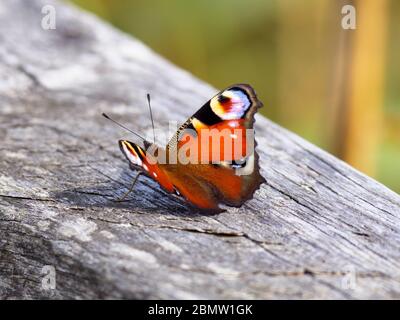 Schmetterling, Federsee, Naturschutzgebiet, Bad Buchau, Oberschwaben, Bade-Wurtemberg, Allemagne Banque D'Images