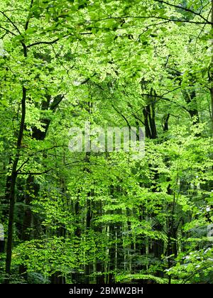 Parc national Hainich, UNESCO Welterbe Buchenwald, Urwald, Thüringen, Allemagne Banque D'Images