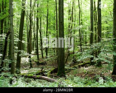 Parc national Hainich, UNESCO Welterbe Buchenwald, Urwald, Thüringen, Allemagne Banque D'Images