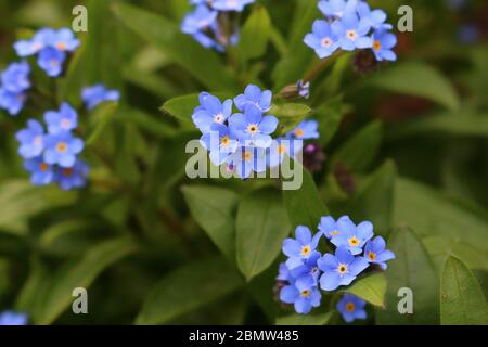 Alpine Forget-me-not (Myosotis asiatica) en fleur. Banque D'Images