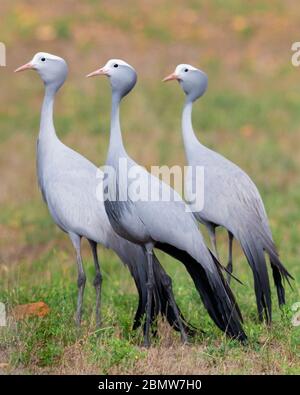 Grue bleue (Grus paradisea), trois adultes debout sur le sol, Cap-Occidental, Afrique du Sud Banque D'Images