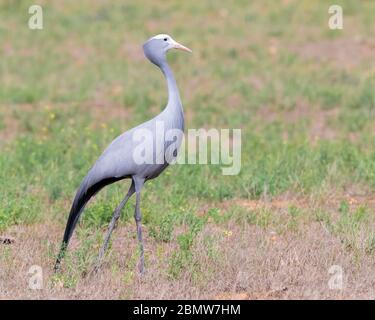 Grue bleue (Grus paradisea), vue latérale d'un adulte debout dans une prairie, Cap occidental, Afrique du Sud Banque D'Images