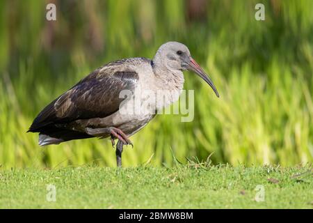 Hadada Ibis (Bostrychia hagedash), vue latérale d'un adulte debout sur le sol, Cap occidental, Afrique du Sud Banque D'Images