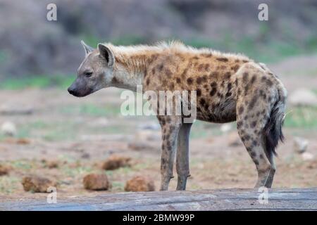 Hyena tachetée (Crocuta crocuta), vue latérale d'un adulte debout sur le sol, Mpumalanga, Afrique du Sud Banque D'Images