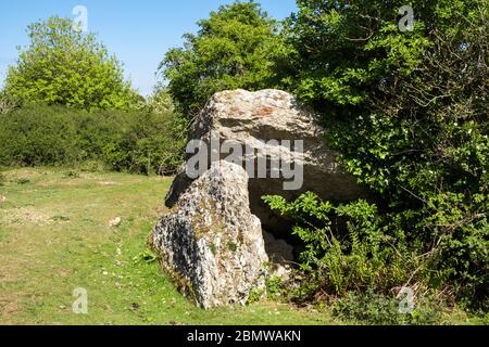 Pantalon-y-Saer Néolithique dolmen tombeau de chambre funéraire avec capston partiellement réduit et devenir surcultivé. Tyn-y-Gongl, Benllech, Anglesey, pays de Galles, Royaume-Uni Banque D'Images