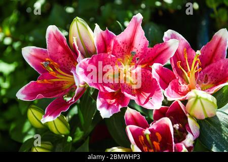 Lilas orientales dans un jardin - Lilium 'Stargazer' Banque D'Images