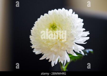 Chrysanthemum blanc Asteraceae fleur dans un vase en verre intérieur Banque D'Images