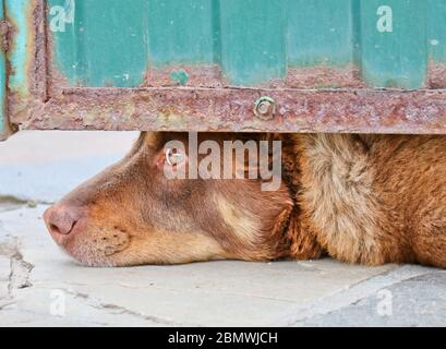 Un chien de garde triste sur une chaîne sort de sous la porte d'entrée. Garde de maison sérieuse. Gros plan chien. Banque D'Images