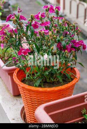 Une photo de cloe up de fleurs ROSES DE JEUNE fille sur un pot.Dianthus deltoides, le rose de jeune fille, est une espèce de Dianthus indigène à la plupart de l'Europe et à l'ouest de l'ASIA Banque D'Images