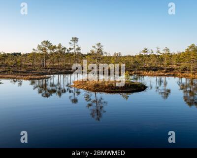 Beau paysage avec le soir et le coucher du soleil sur le lac de tourbière, lac clair de cristal et île de tourbe dans le lac et la végétation de tourbière, le pin de tourbière dans le backgroun Banque D'Images