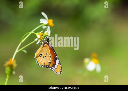 Le papillon de Bidens pilosa fleurit dans le jardin. Banque D'Images