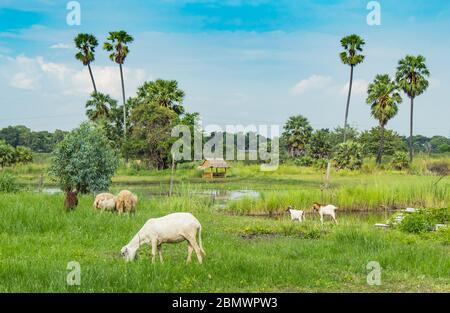 La chèvre mangeant l'herbe à côté d'un étang et des palmiers à sucre. Banque D'Images