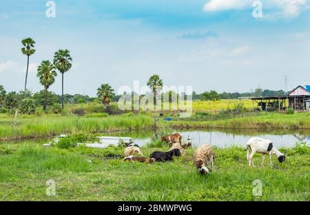 La chèvre mangeant l'herbe à côté d'un étang et des palmiers à sucre. Banque D'Images