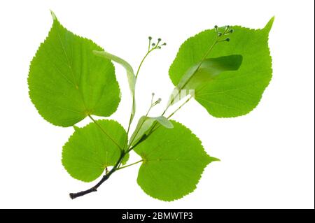 Rameau unique avec des feuilles de tilleul et de fleurs isolées du pollen sur fond blanc Banque D'Images