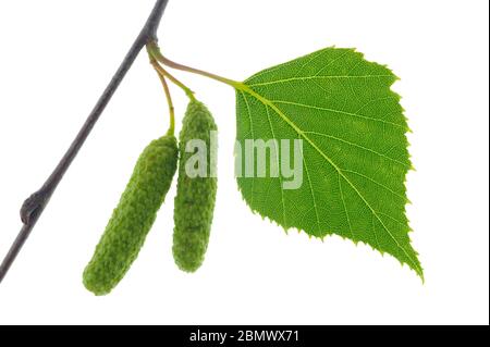 feuille de bouleau avec pollen isolé sur fond blanc Banque D'Images