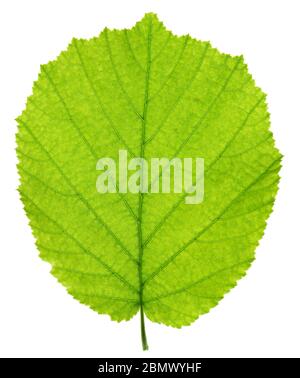 Une feuille d'arbre noisette isolated over white background Banque D'Images