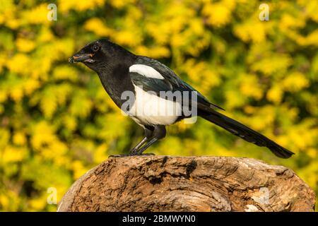 Magpie, (Nom scientifique: Pica Pica) Alert, Magpie adulte mangeant des vers de viande et perchée sur une bûche tombée au printemps. Vue de gauche. Gros plan. Paysage Banque D'Images