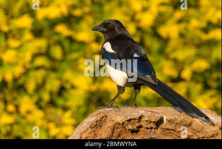 Magpie, (Nom scientifique: Pica Pica) Alert, Magpie adulte à l'affût de la nourriture, perchée sur une bûche tombée à Springtime. Vue de gauche. Gros plan. Banque D'Images