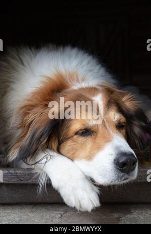 Chien de berger blanc et brun de couleur qui se repose dans la colombe. Animaux domestiques vue rapprochée Banque D'Images