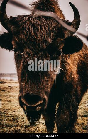 Bison mit Schölführung von und verwaltung von wälten Banque D'Images