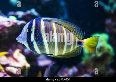 Gros plan de la pêche tropicale jaune violet bleu rayé natation dans l'océan. Banque D'Images