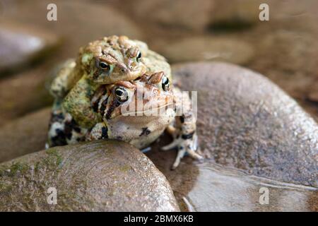 Un crapaud américain mâle (Bufo americanus) se clins à l'arrière d'un crapaud femelle dans un ampelune dans une rivière dans la région Catskills de New York, USA Banque D'Images