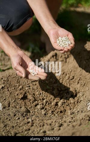 La main de la femme fermier plantant des graines de haricots dans le sol Banque D'Images
