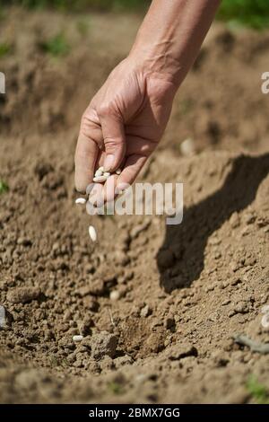 La main de la femme fermier plantant des graines de haricots dans le sol Banque D'Images