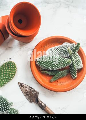 Petits blocs d'un cactus opuntia microdasys, communément appelé cactus à oreilles de lapin, sur un fond de marbre blanc prêt à être planté dans des pots en terre cuite Banque D'Images