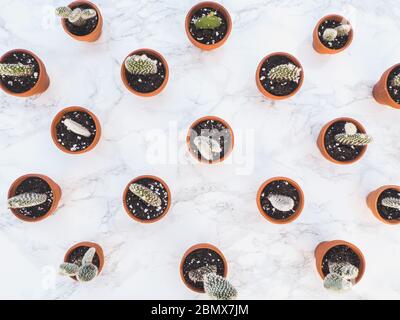 Petits cactus opuntia microdasys, communément appelés cactus à oreilles de lapin, propagés dans de petits pots en terre cuite sur un fond de marbre blanc Banque D'Images