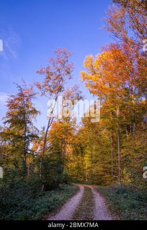 Route de terre forestière en automne sur fond d'arbres en jaunissement Banque D'Images