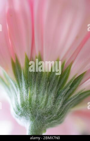 Dessous d'un bébé gerbera rose Banque D'Images