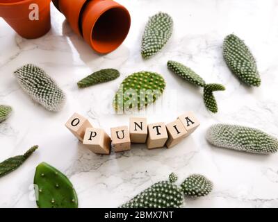 Petits blocs d'un cactus opuntia microdasys, communément appelé cactus poire pirickly, sur un fond de marbre blanc prêt à être planté dans des pots en terre cuite Banque D'Images