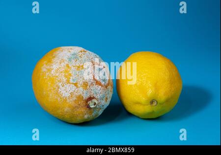 Deux citrons frais et gâtés, fruits mouleurs. Citron moldy sur fond bleu. Spores de botulisme sur les fruits gâtés. Citron pourri. Banque D'Images