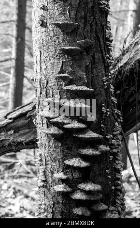 Le champignon du sabot (Fomes fomentarius) pousse sur un tronc d'arbre dans la forêt d'État de Danby, dans le nord de l'État de New York, aux États-Unis Banque D'Images