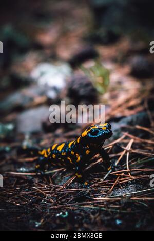 Gros plan de la salamandre du feu dans les feuilles mortes après la pluie, portrait intéressant de la salamandre du feu dans son habitat naturel, République tchèque Prague, p Banque D'Images