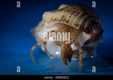 Les crabes ermite habitent une coquille de mollusque décollectée, comme ces spécimens recueillis par des scientifiques qui effectuent un échantillonnage benthique du fond marin de l'océan Indien. Banque D'Images