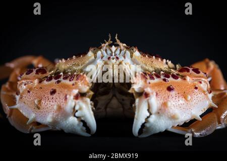 Le crabe rouge tacheté ou masqué, Murisia cristiata, était abondant dans les échantillons de chalut benthique prélevés près du courant Agulhas, dans l'océan Indien, en Afrique du Sud. Banque D'Images