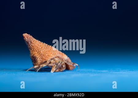 Les crabes ermite habitent une coquille de mollusque décollectée, comme ces spécimens recueillis par des scientifiques qui effectuent un échantillonnage benthique du fond marin de l'océan Indien. Banque D'Images