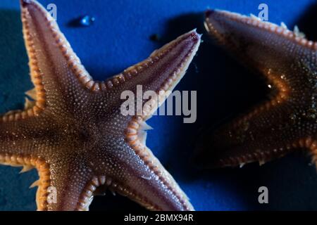 Astropecten orange Trim Sea star, Astropecten irregularis, est l'une des nombreuses espèces que l'on trouve sur le fond marin au large de la côte sud-africaine, dans l'océan Indien. Banque D'Images