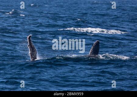 L'Agulhas Current, dans l'océan Indien, en Afrique du Sud, est une importante voie de migration pour la baleine à bosse, Megaptera novaeangliae. Banque D'Images