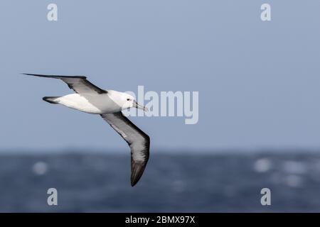 Agulhas Current, Océan Indien, au large de la côte sud-africaine attire des oiseaux de mer pélagiques comme cet albatros à nez jaune indien, Thalassarche carteri. Banque D'Images