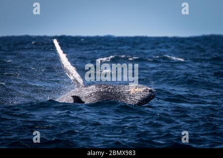 L'Agulhas Current, dans l'océan Indien, en Afrique du Sud, est une importante voie de migration pour la baleine à bosse, Megaptera novaeangliae. Banque D'Images