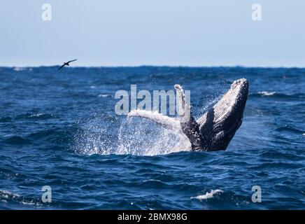 L'Agulhas Current, dans l'océan Indien, en Afrique du Sud, est une importante voie de migration pour la baleine à bosse, Megaptera novaeangliae. Banque D'Images
