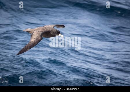 Agulhas Current, Océan Indien, au large de la côte sud-africaine, attire des oiseaux de mer pélagiques comme ce pétrel blanc chiné, Procellaria aequinotialis. Banque D'Images