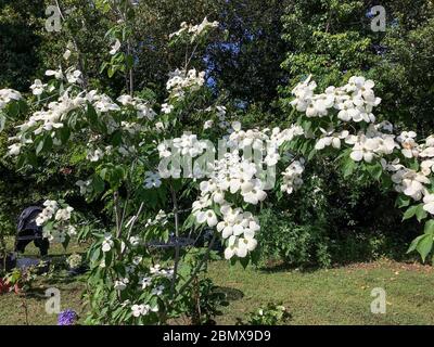 Arbuste de montagne clématis, également appelé clématis himalayan ou clématis d'anémone (Clematis montana) croissant dans le parc près de Rome, Italie. Banque D'Images